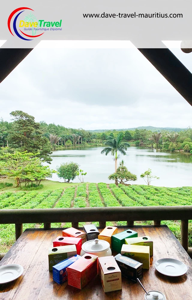 Tea plantation Tea plantation