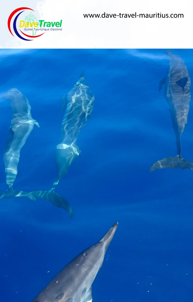 Black River - Dolphins Black River - Dolphins